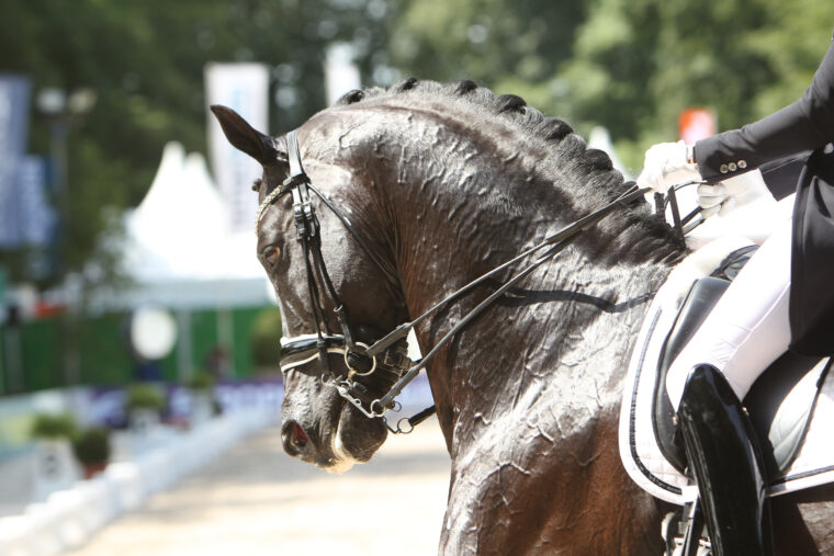 CHIO2018 241 Emmelie SCHOLTENS DESPERADO NED F CV7412