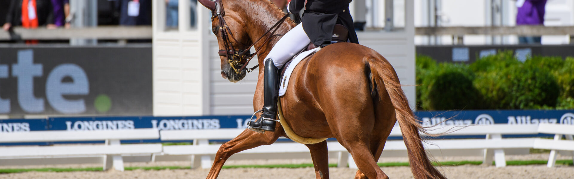 NB Isabell Werth Bella Rose 2 GER D M Chestnut 2004 Belissi DSC 5301