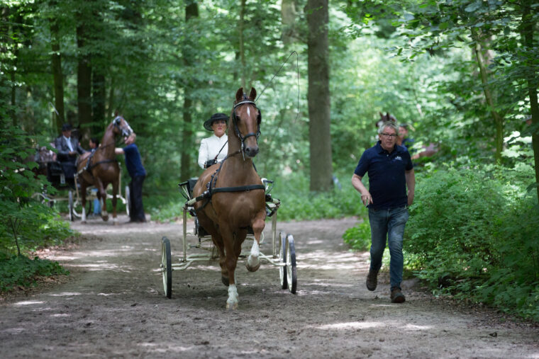 DV Chio2018 tuigpaarden DV 08091