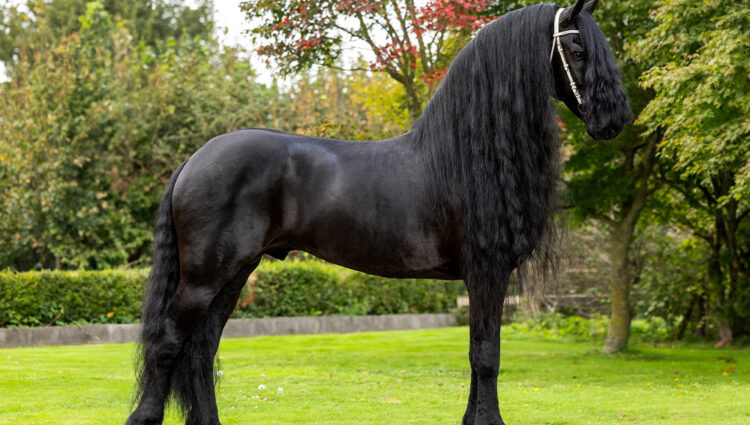 Jouwe 485 1