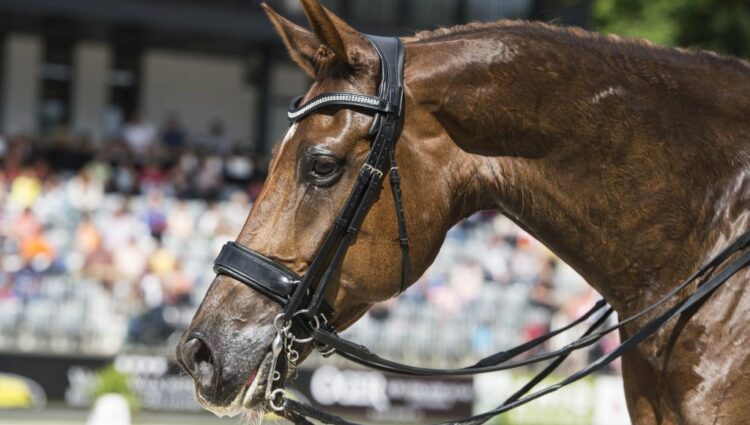 Paardenhoofd