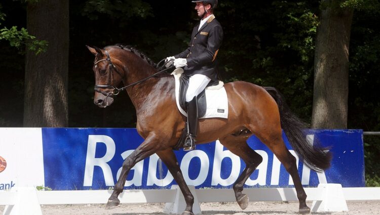 Para Equestrian Olympisch Team Frank Hosmar Alphaville Border Maker