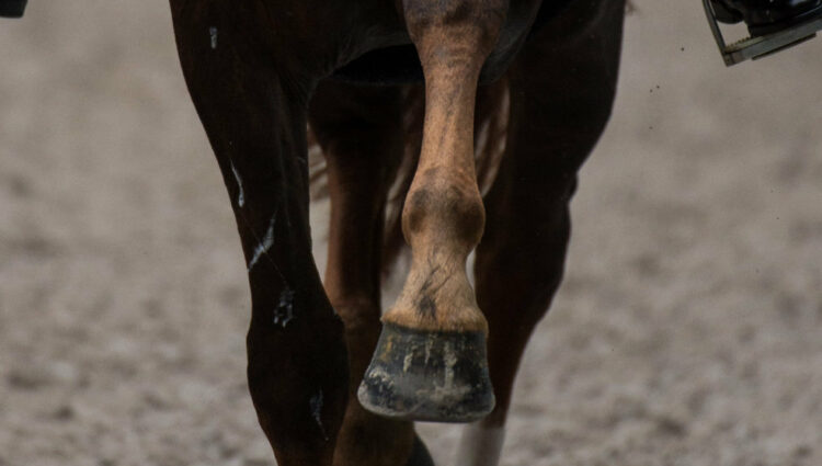 Rsz sfeer paard been voor