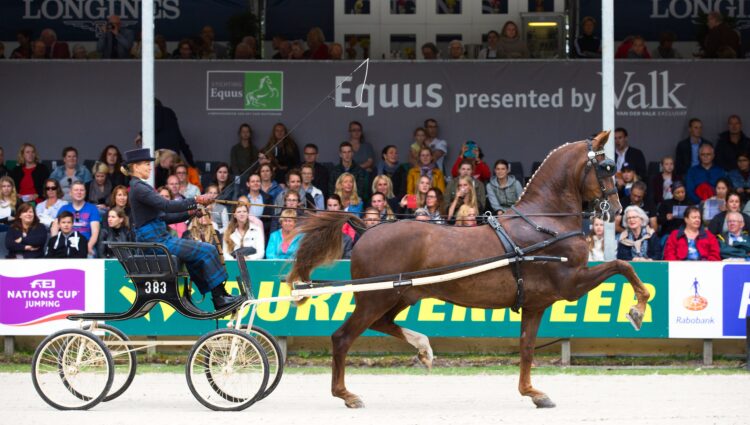 Tuigpaarden 2