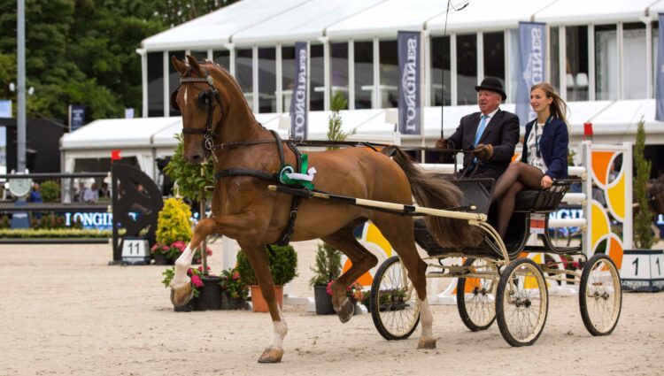 Tuigpaarden 3
